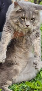 Грей большой мальчик мейн кун