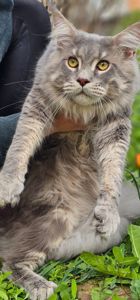 Грей большой мальчик мейн кун