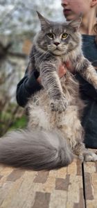 Грей большой мальчик мейн кун