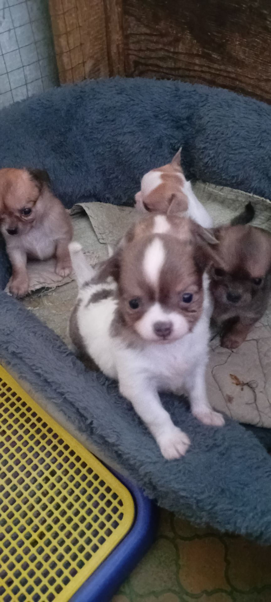 Чишки мальчики и девочки от 6000 грн