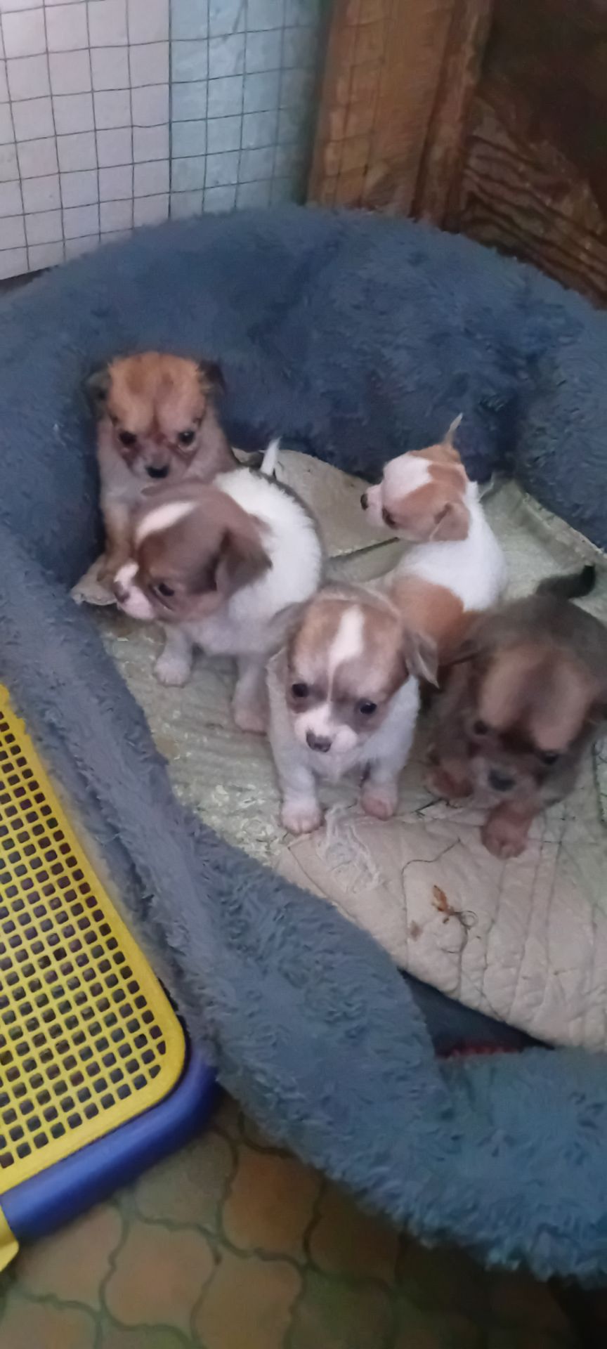 Чишки мальчики и девочки от 6000 грн