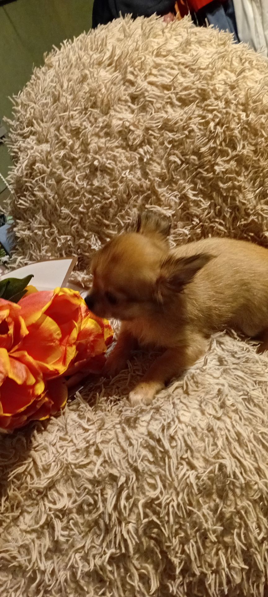 Чишки мальчики и девочки от 6000 грн