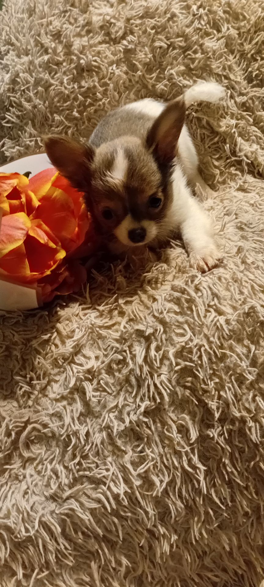 Чишки мальчики и девочки от 6000 грн