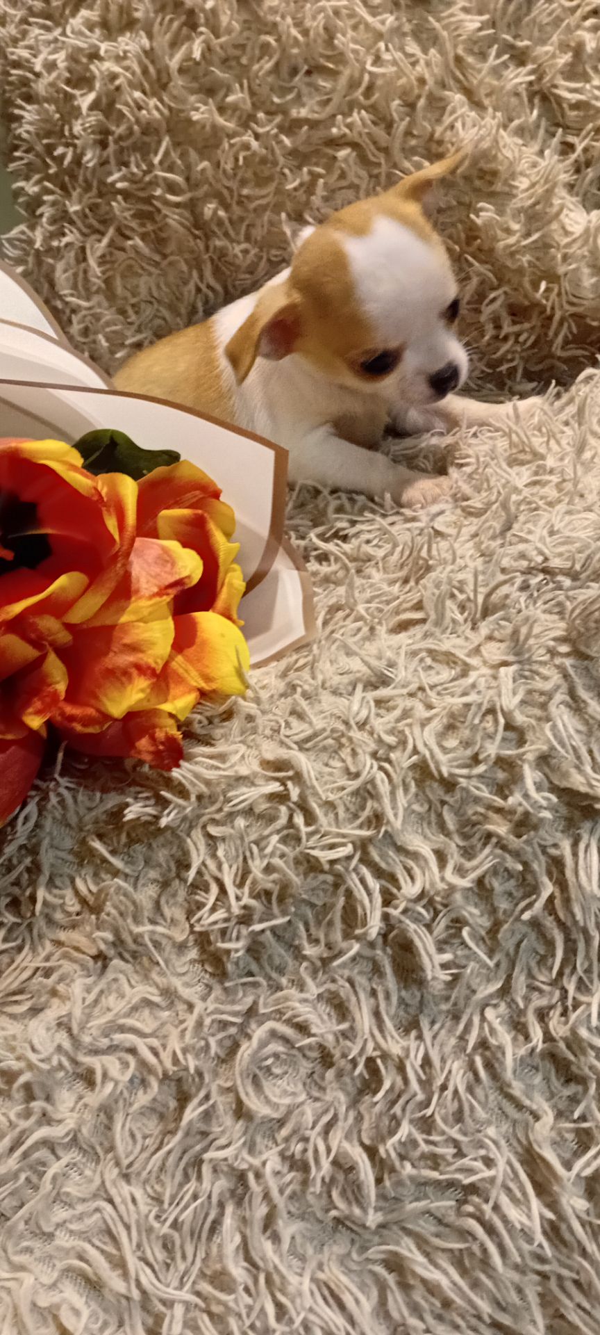 Чишки мальчики и девочки от 6000 грн