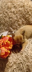 Чишки мальчики и девочки от 6000 грн