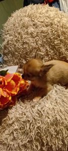 Чишки мальчики и девочки от 6000 грн