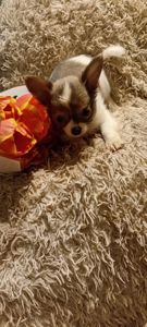 Чишки мальчики и девочки от 6000 грн