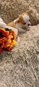 Чишки мальчики и девочки от 6000 грн