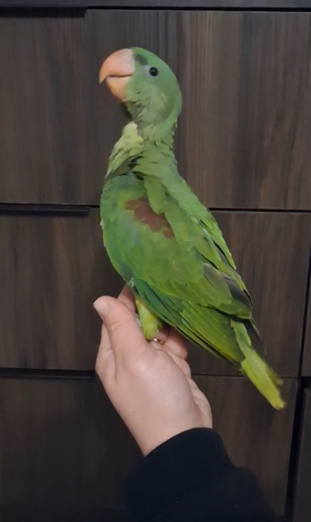 Продам ручних пташенят Олександрійського папуги!