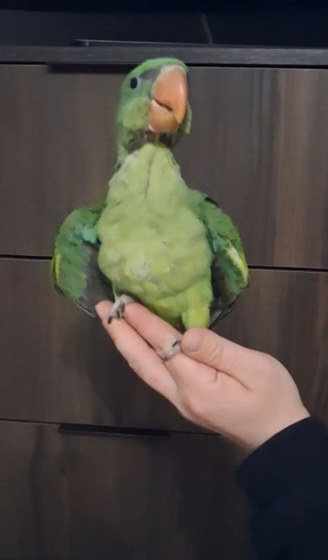 Продам ручних пташенят Олександрійського папуги!