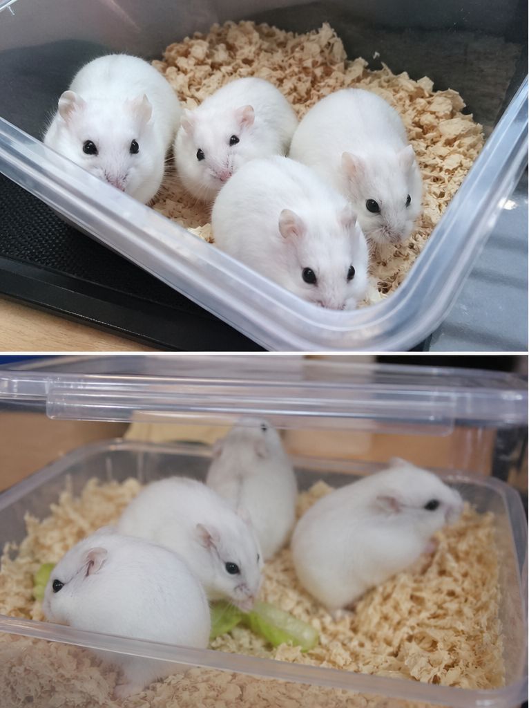 Джунгарські хом'ячки Хом'ячок Хом'як