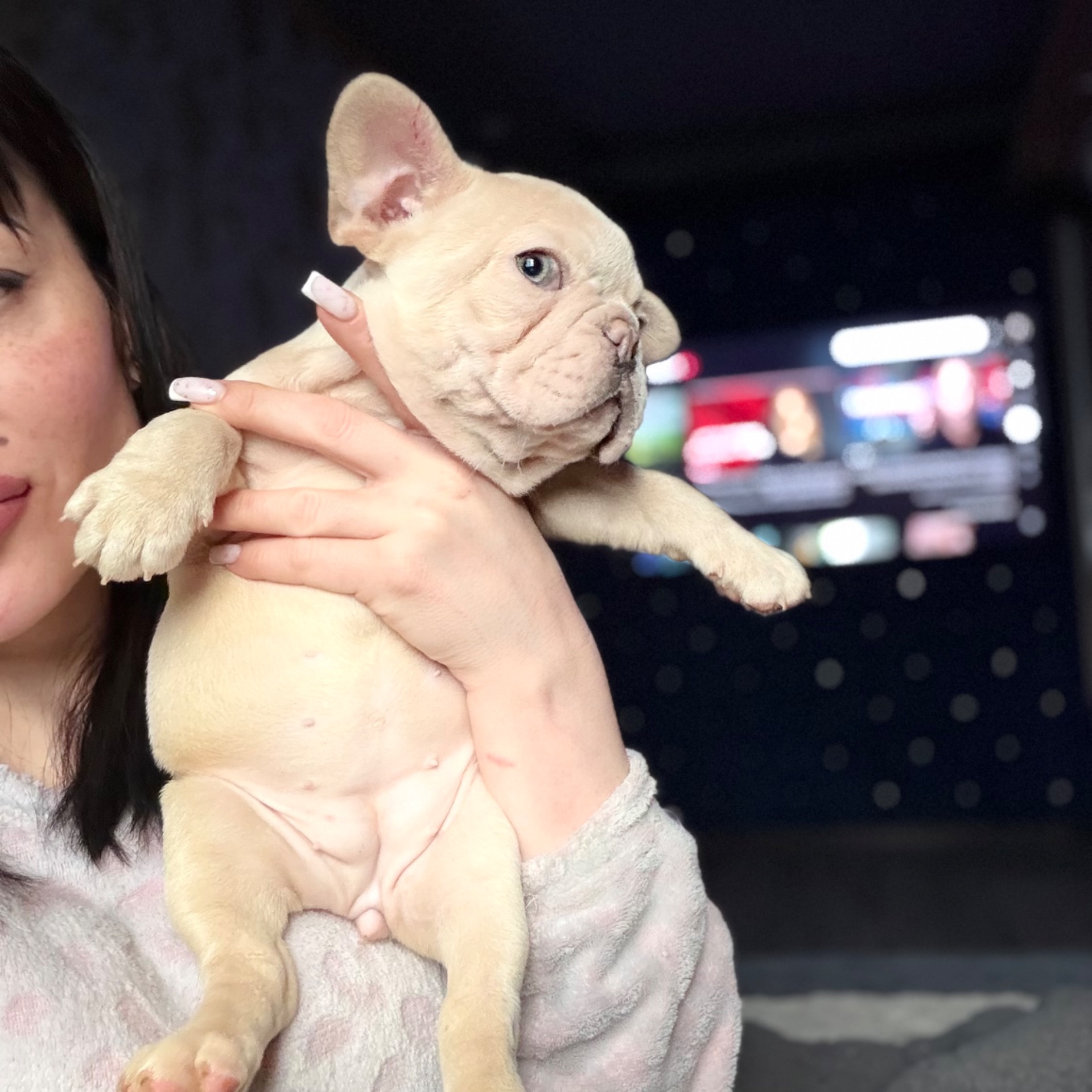 Щенок французского бульдога