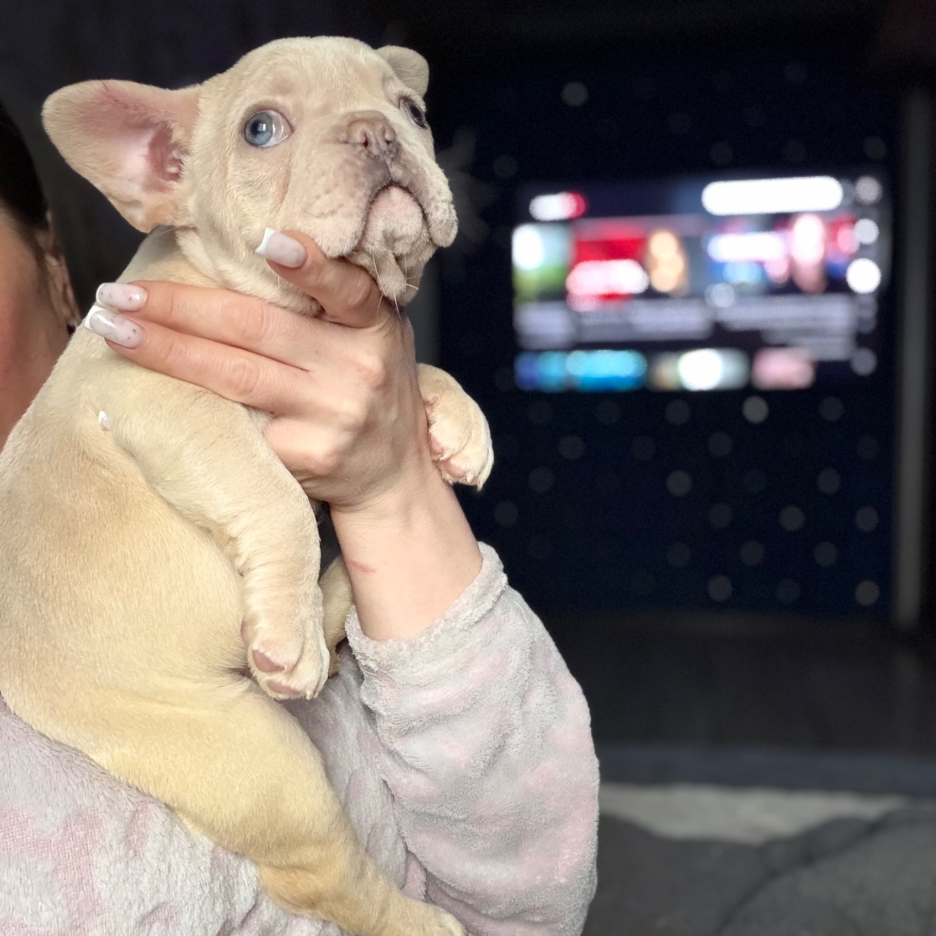 Щенок французского бульдога