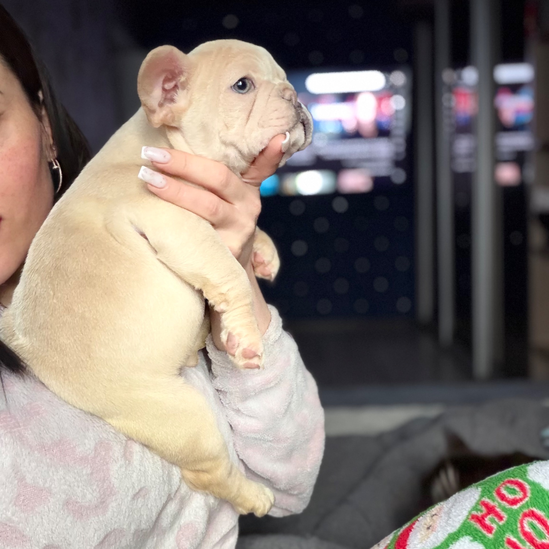 Щенок французского бульдога