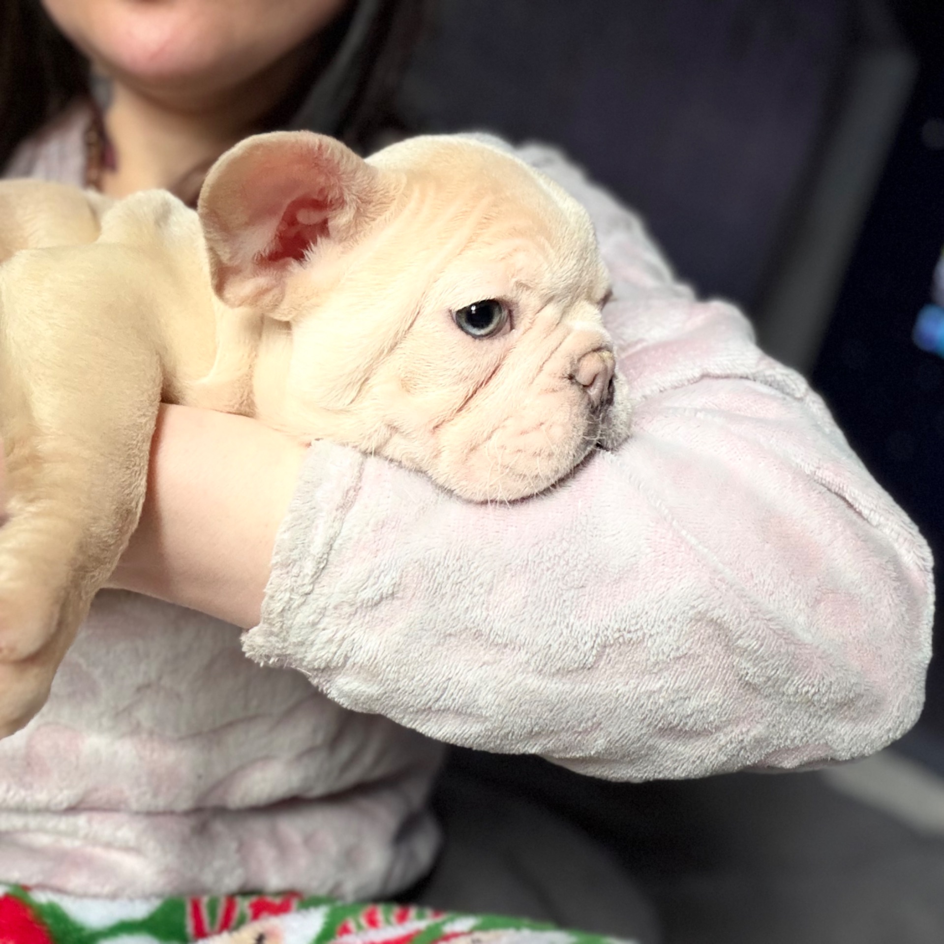 Щенок французского бульдога