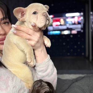 Щенок французского бульдога