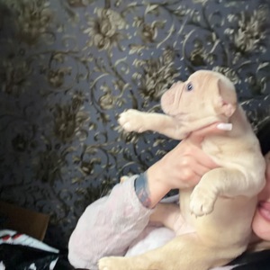 Щенок французского бульдога