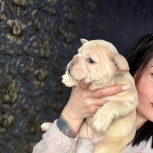 Щенок французского бульдога