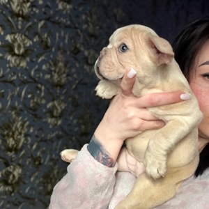 Щенок французского бульдога