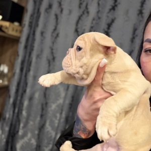 Щенок французского бульдога