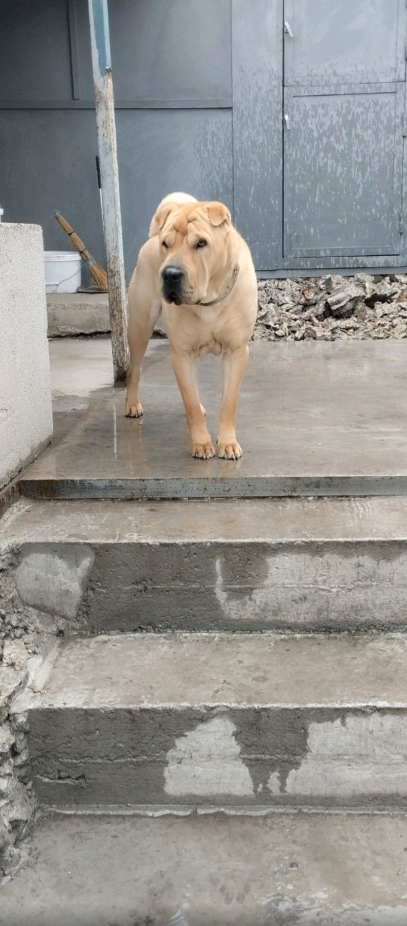 Щенки-Шарпей