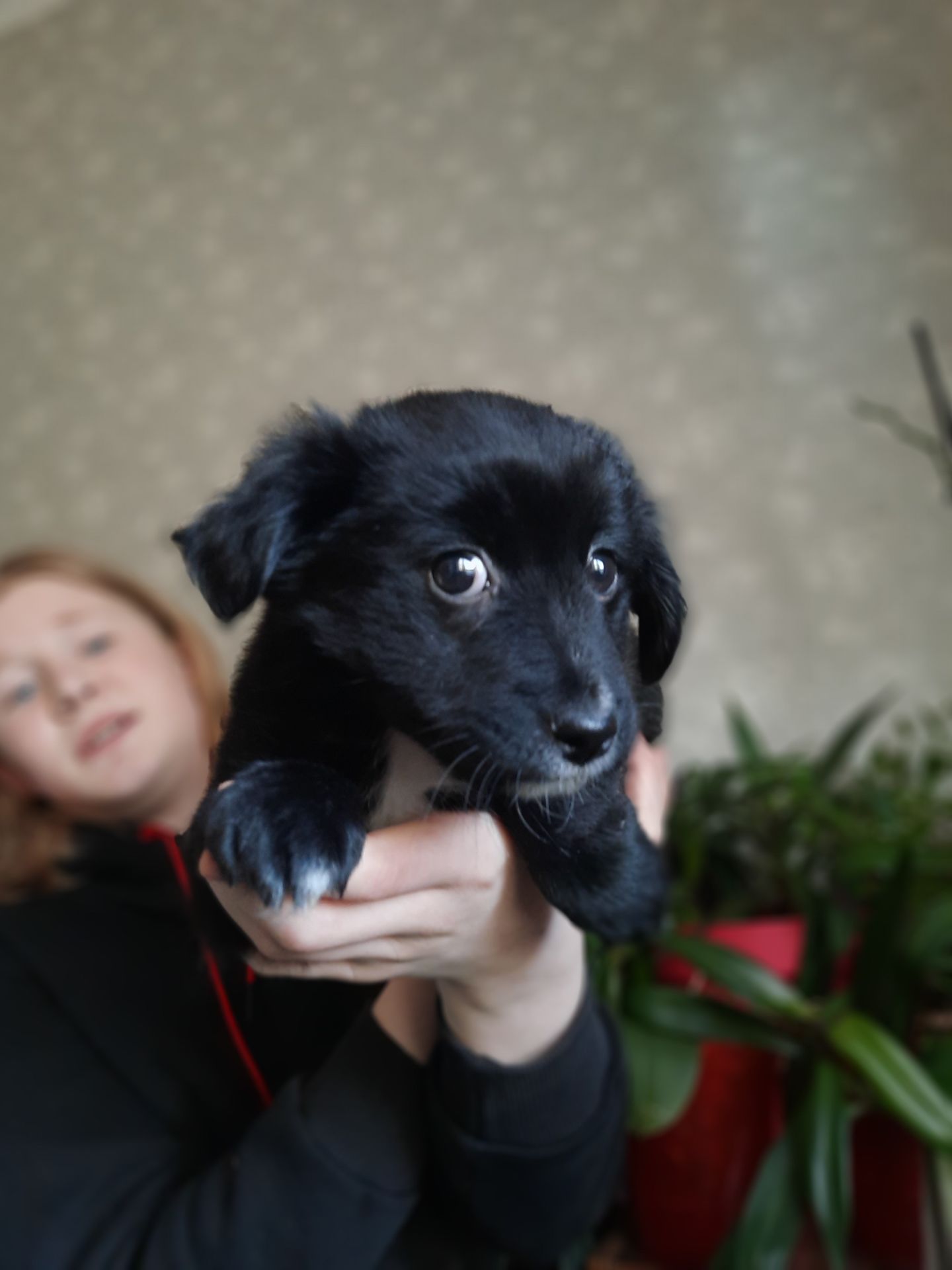 Дівчинка Лея шукає родину