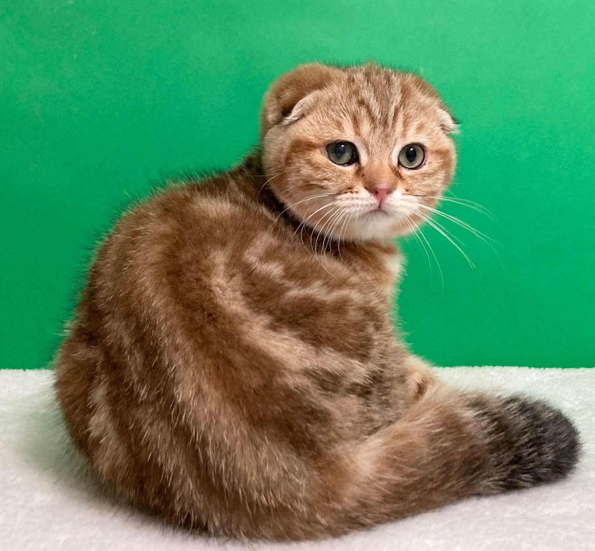 Мармурове шотландське кошеня