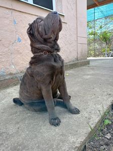 Щенки-Шарпей