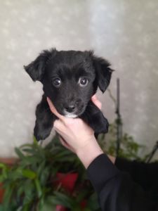 Дівчинка Лея шукає родину