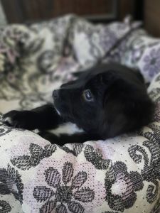 Дівчинка Лея шукає родину