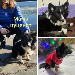 Дівчинка Лея шукає родину