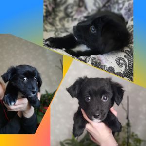 Дівчинка Лея шукає родину