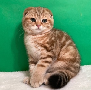 Мармурове шотландське кошеня