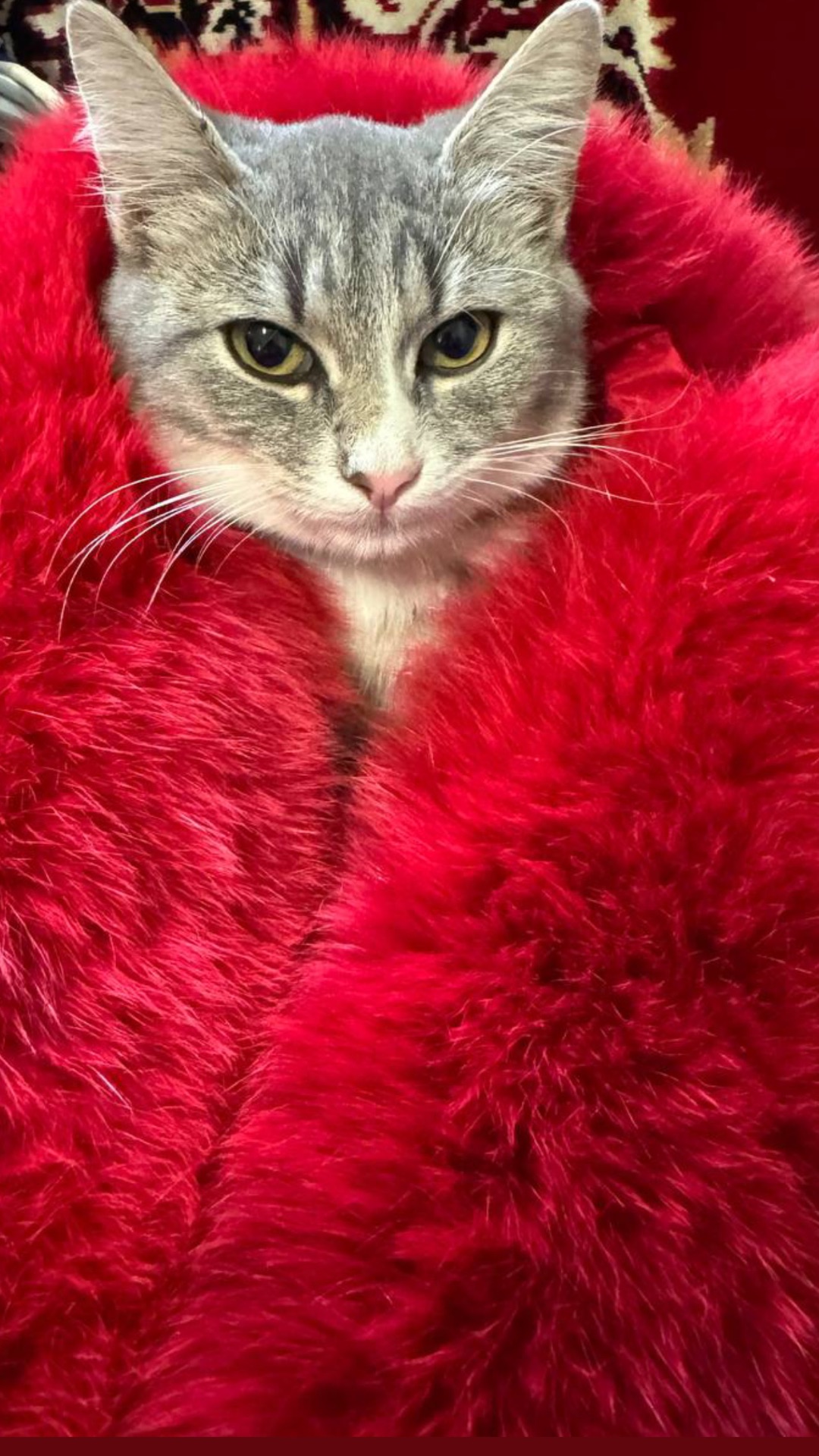 Маленьке кошеня шукає дім у добрі руки!Фото мами прікріпила