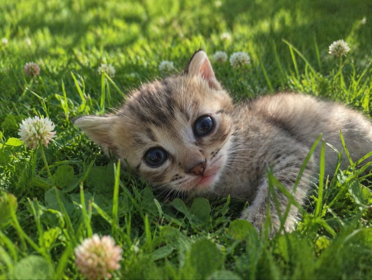 Маленьке кошеня шукає дім у добрі руки!Фото мами прікріпила