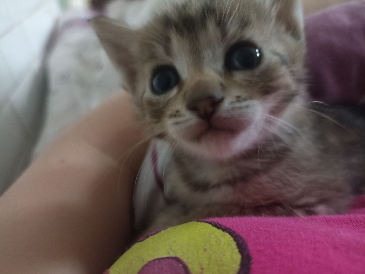 Маленьке кошеня шукає дім у добрі руки!Фото мами прікріпила