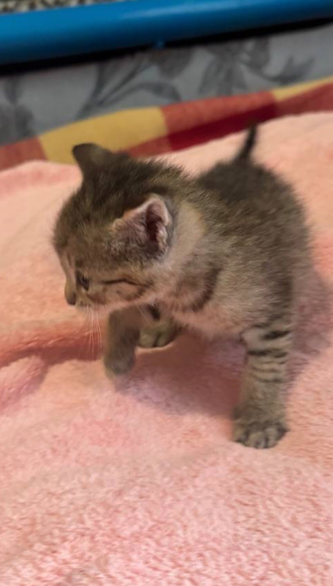 Маленьке кошеня шукає дім у добрі руки!Фото мами прікріпила