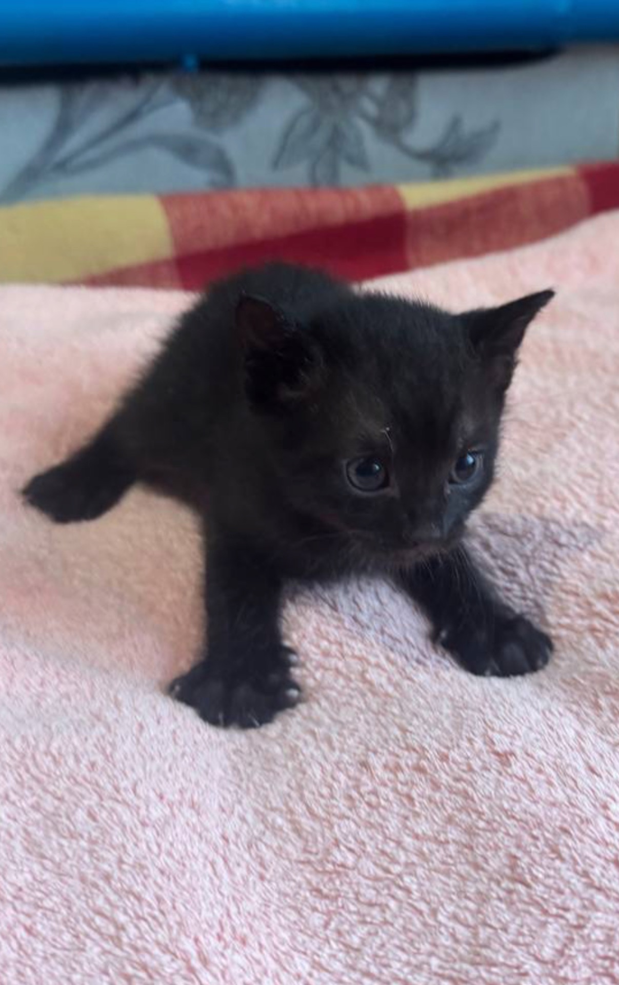 Віддам у добрі руки чорного котеня-хлопчика 🐈‍⬛