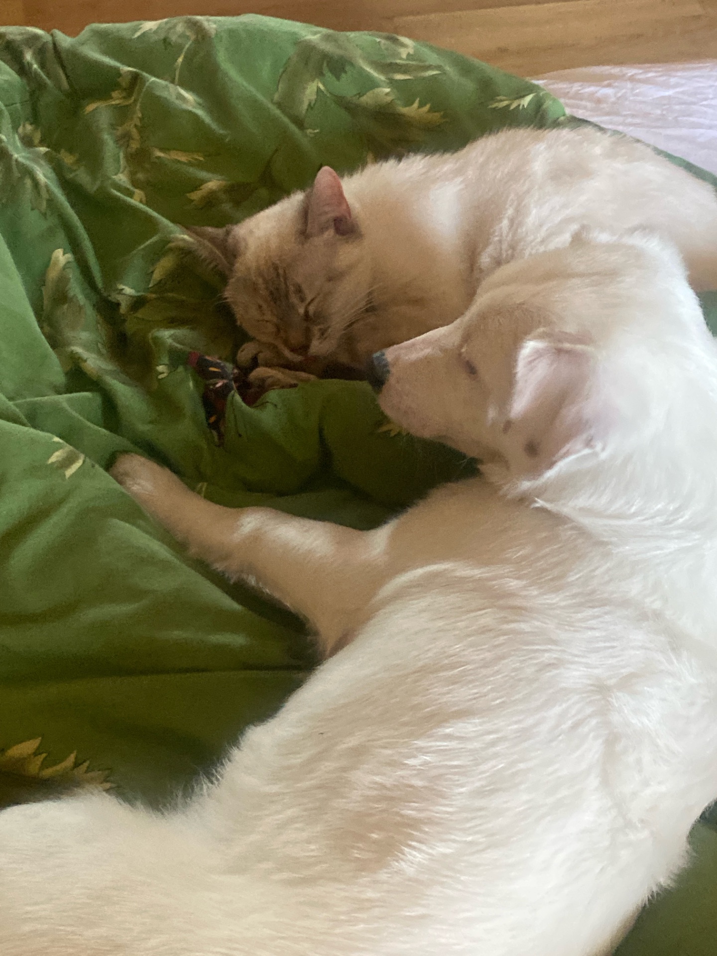 Продам срочно