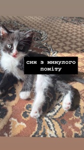 Віддам у добрі руки чорного котеня-хлопчика 🐈‍⬛