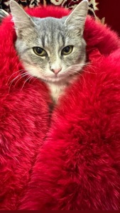 Маленьке кошеня шукає дім у добрі руки!Фото мами прікріпила