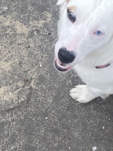 Продам срочно