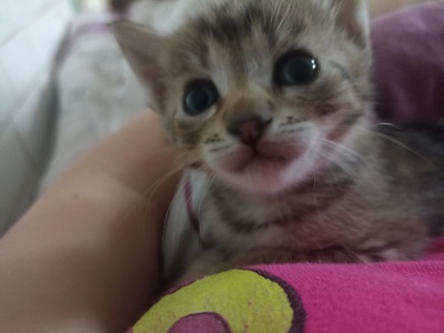 Маленьке кошеня шукає дім у добрі руки!Фото мами прікріпила