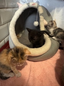 Віддам у добрі руки чорного котеня-хлопчика 🐈‍⬛