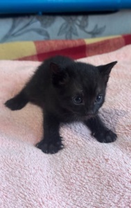 Віддам у добрі руки чорного котеня-хлопчика 🐈‍⬛