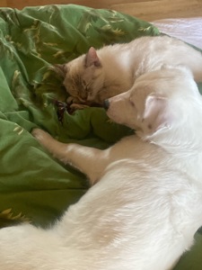 Продам срочно