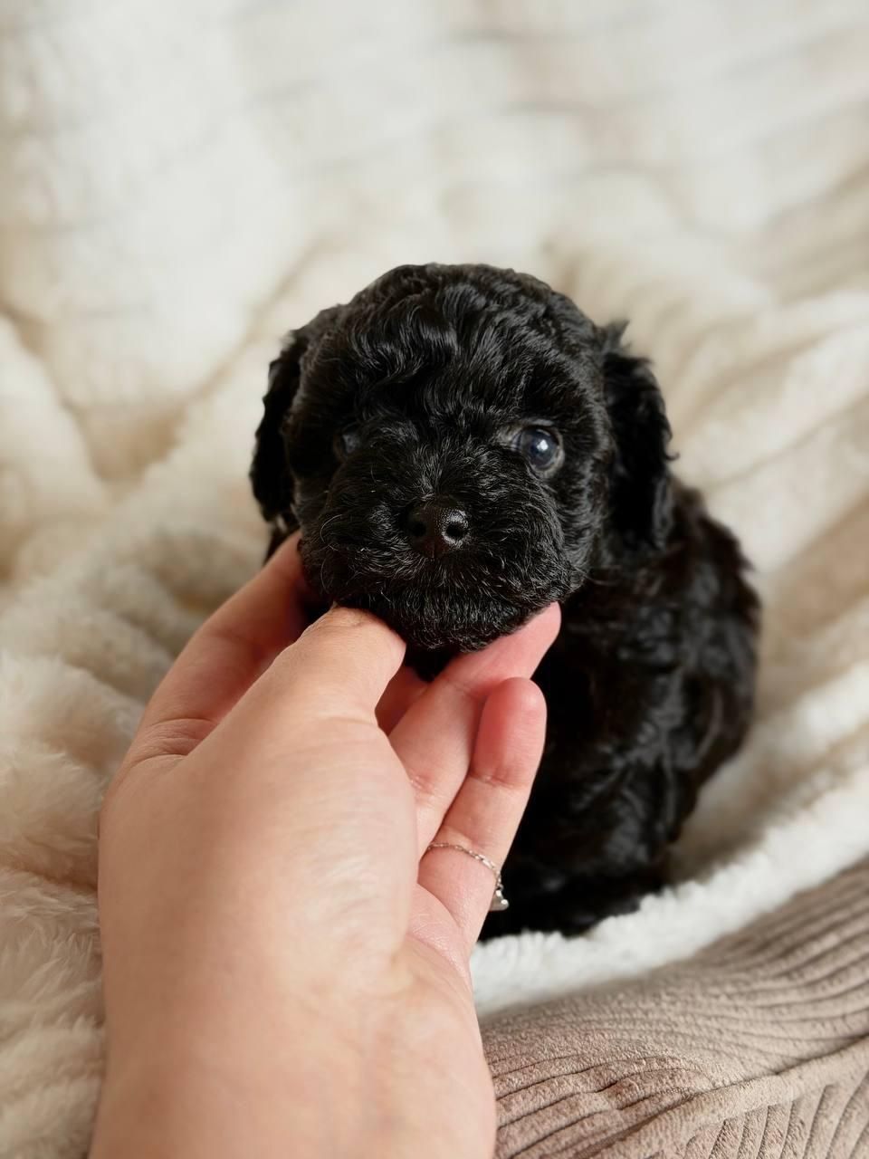 Цуценята мальтіпу