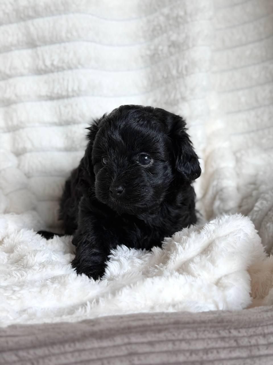 Цуценята мальтіпу