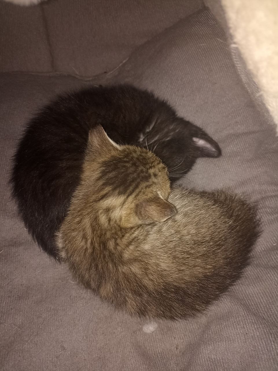 Віддам у добрі руки сіру кошеня-дівчинку