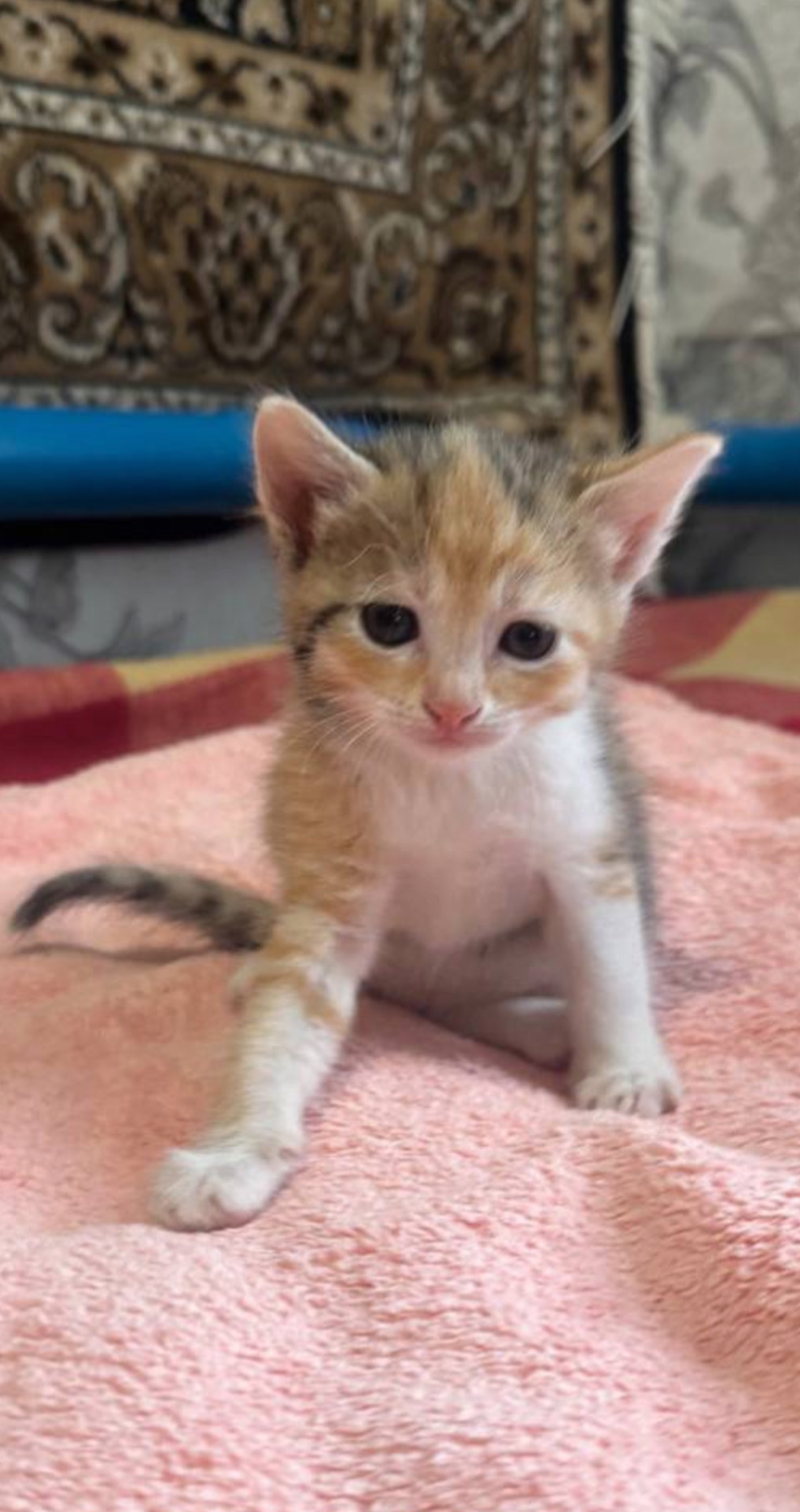 Віддам у добрі руки рудувату кошеня-дівчинку